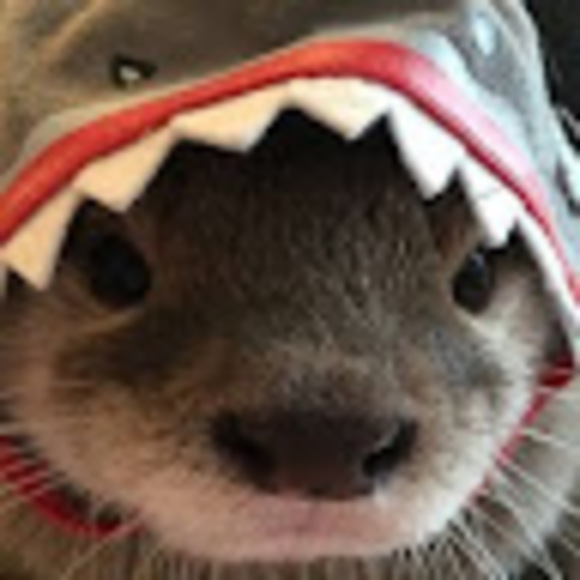 Meet your Posher, Ambar - Picture 1 of 1